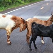 Dieren in het verkeer