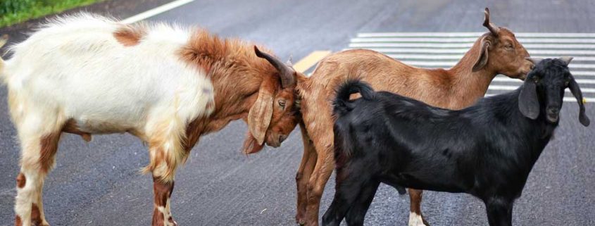 Dieren in het verkeer