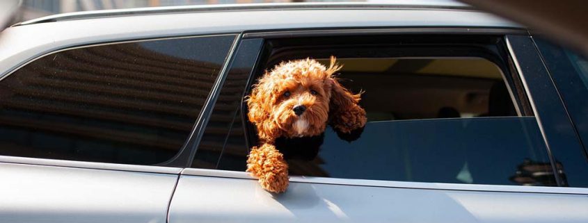 Huisdieren aan boord-wie betaalt de schade